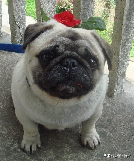 比尼熊狗狗价格,阿拉斯加狗狗价格