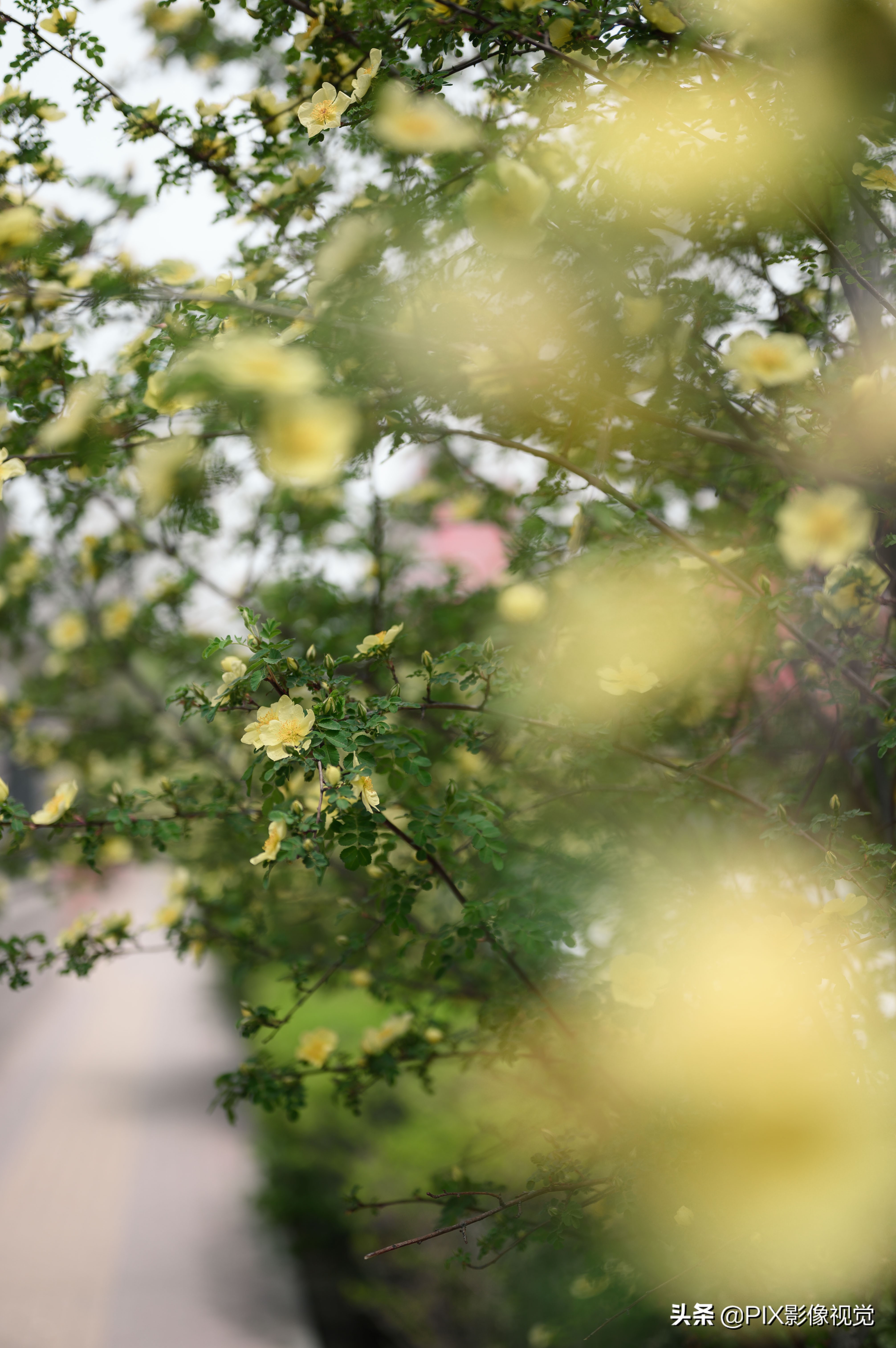 尼康z50高级感视频,尼康z50大光圈国产镜头推荐