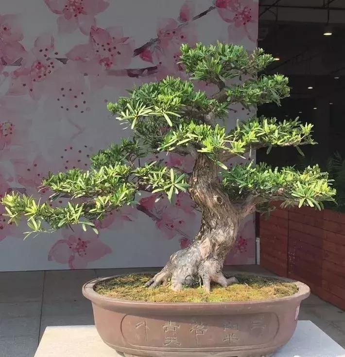 最值得收藏的六种盆景树种是哪种,常见的盆景树种有哪些