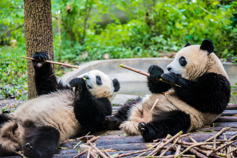 成都大熊猫去哪看,成都看大熊猫到哪里去看