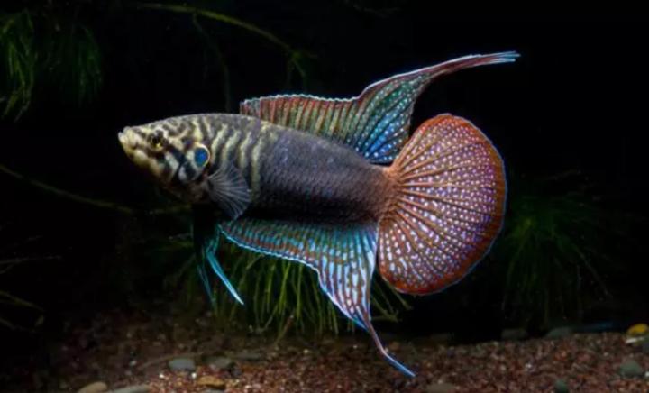 圆尾斗鱼能和泰国斗鱼杂交吗,圆尾斗鱼观赏鱼