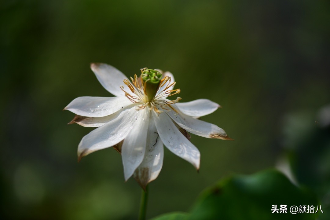 碗莲种藕生长到开花全过程,碗莲种植方法和时间图片