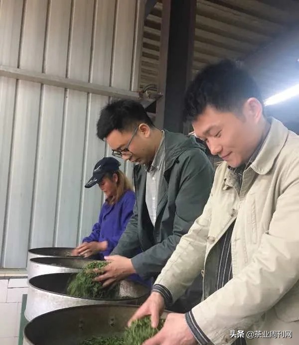 茶写佳话,潜心种茶写佳话