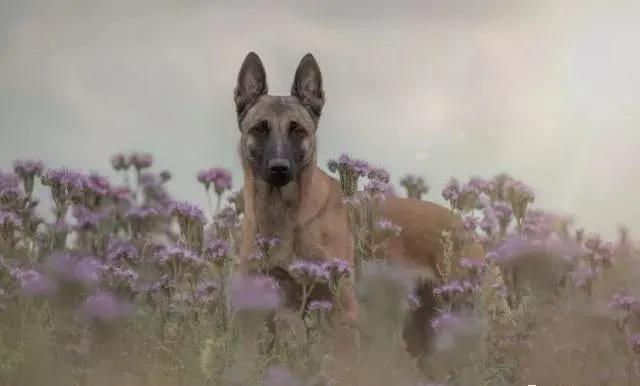 还分不清马犬和德牧的区别？搞清这些，你就再也不会犯傻啦