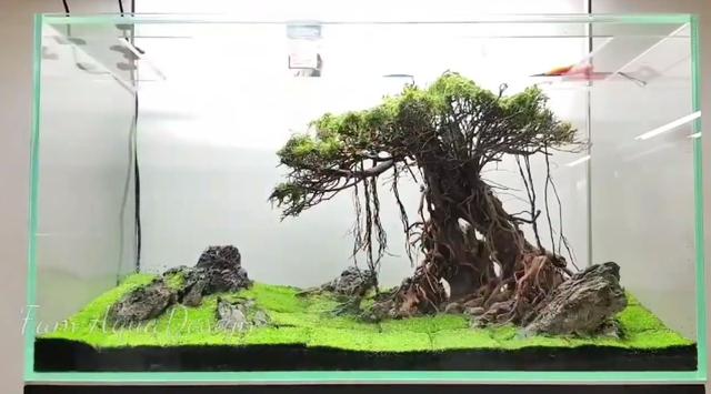 莫斯树到底好不好,莫斯树是什么