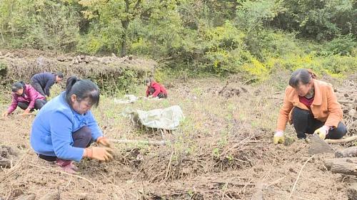 略阳种药材,药材从种植到成品的流程