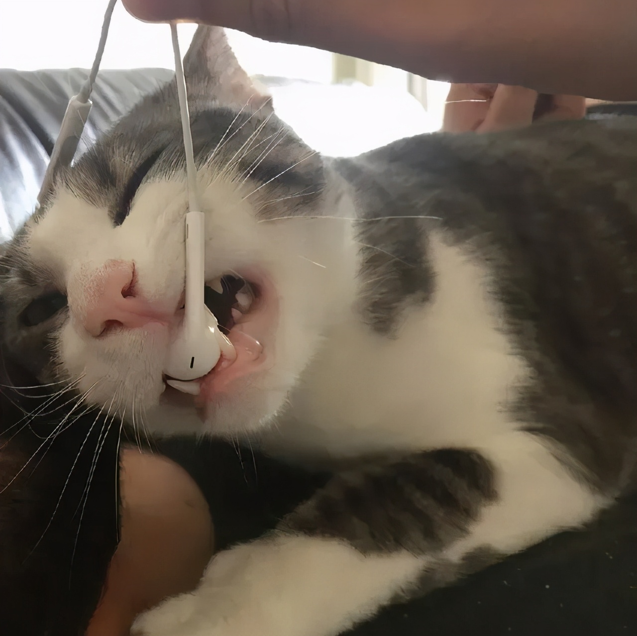 猫咪生吞维生素,猫咪生吞猫粮呕吐