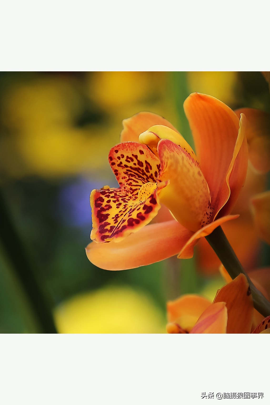 花海如何给花拍照好看,大面积的花怎样拍出花海的感觉