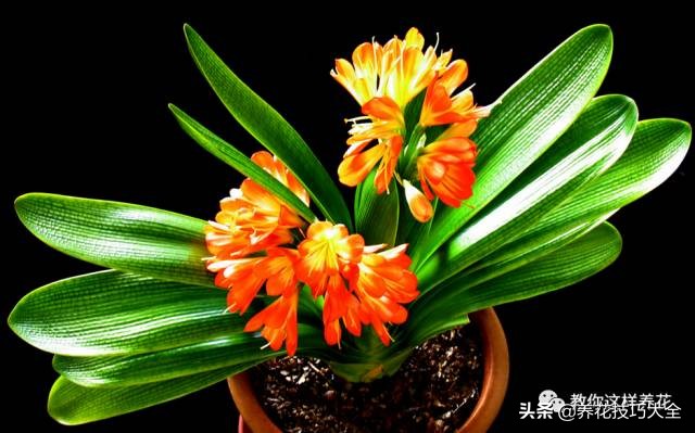 养花必备四种调料,养花最好的4种料