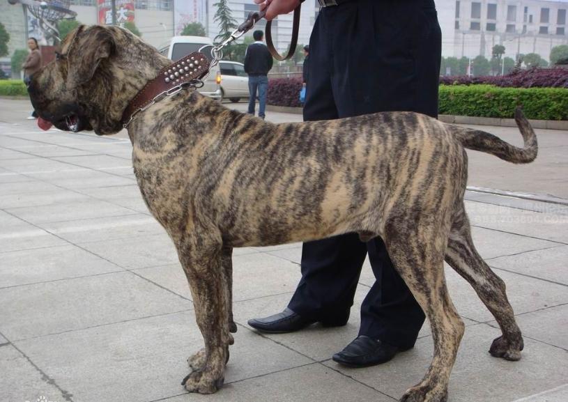 世界上最凶猛的狗排行榜,十种最凶猛的小奶狗