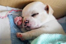 吉娃娃属于小型犬,但它的饲养方式跟其他小型犬一样吗?