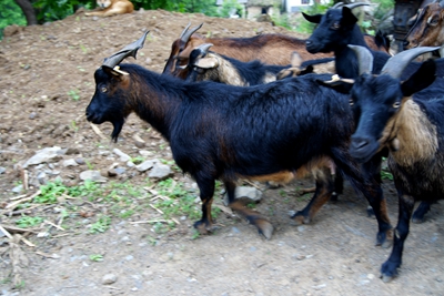 黑山羊养羊技术大全圈养,黑山羊养羊技术大全