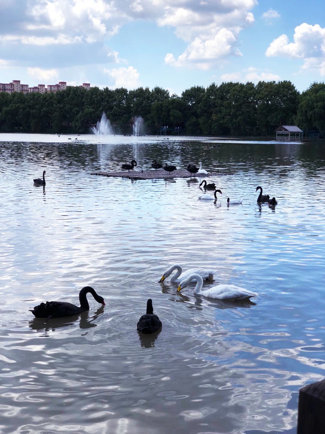 上海动物园打卡攻略,上海野生动物园的旅游路线示意图