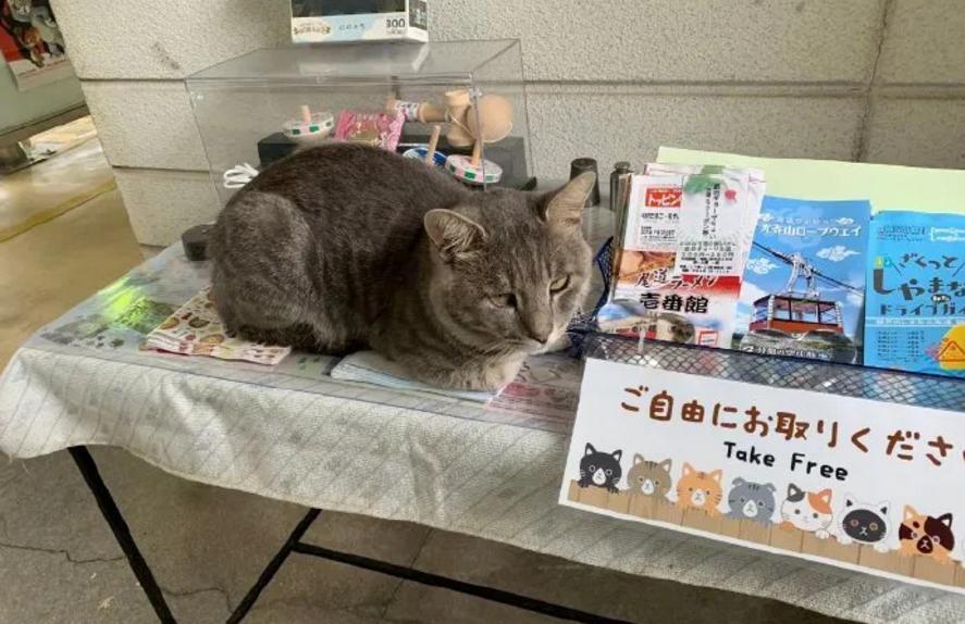 一分钟看完猫的一生,猫的一生详细介绍