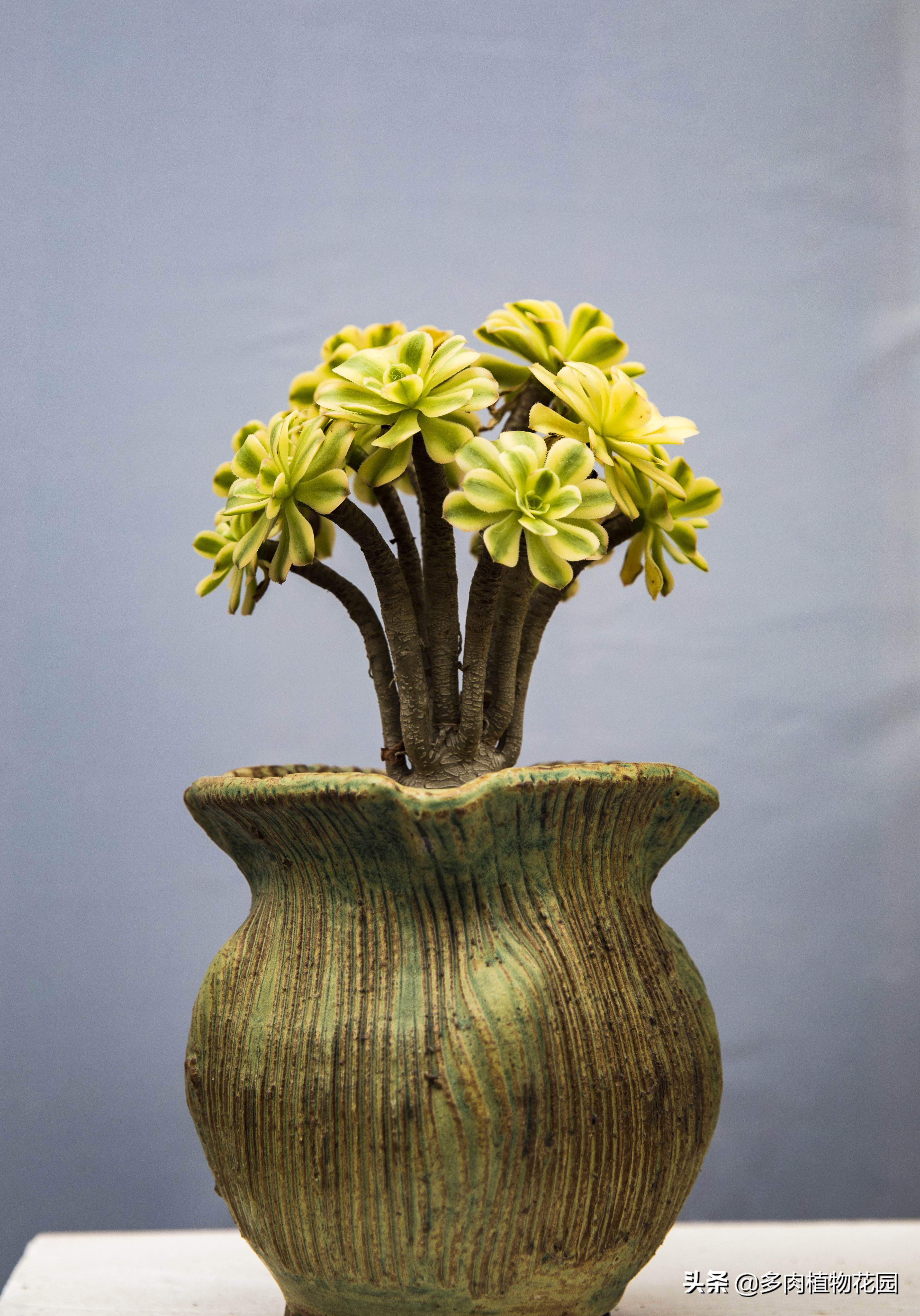 多肉植物如何让它变成老桩,多肉植物老桩怎么修剪