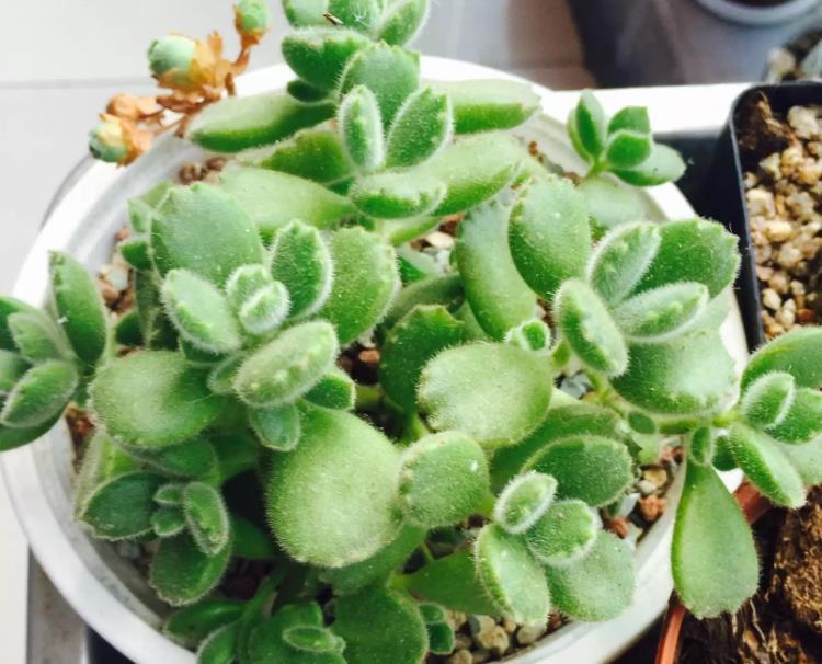 熊童子掉下的叶子怎么处理,熊童子掉下来的叶子可以怎么利用