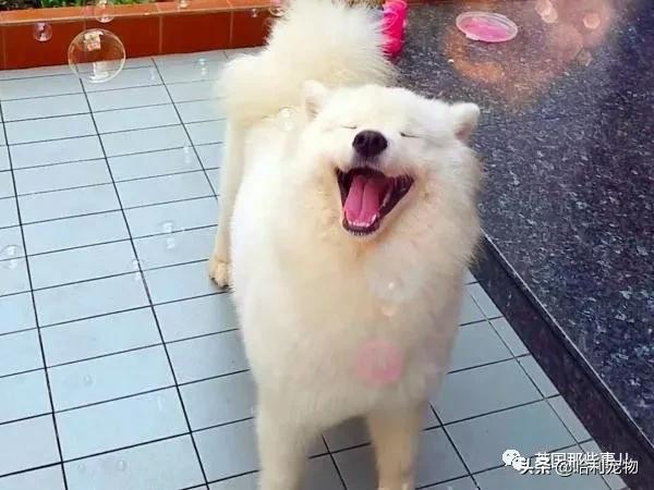 要狗看门？千万别选萨摩耶！这货除了笑不会干别的了