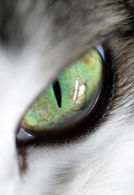 猫眼中好看的猫照片,猫眼猫咪原图