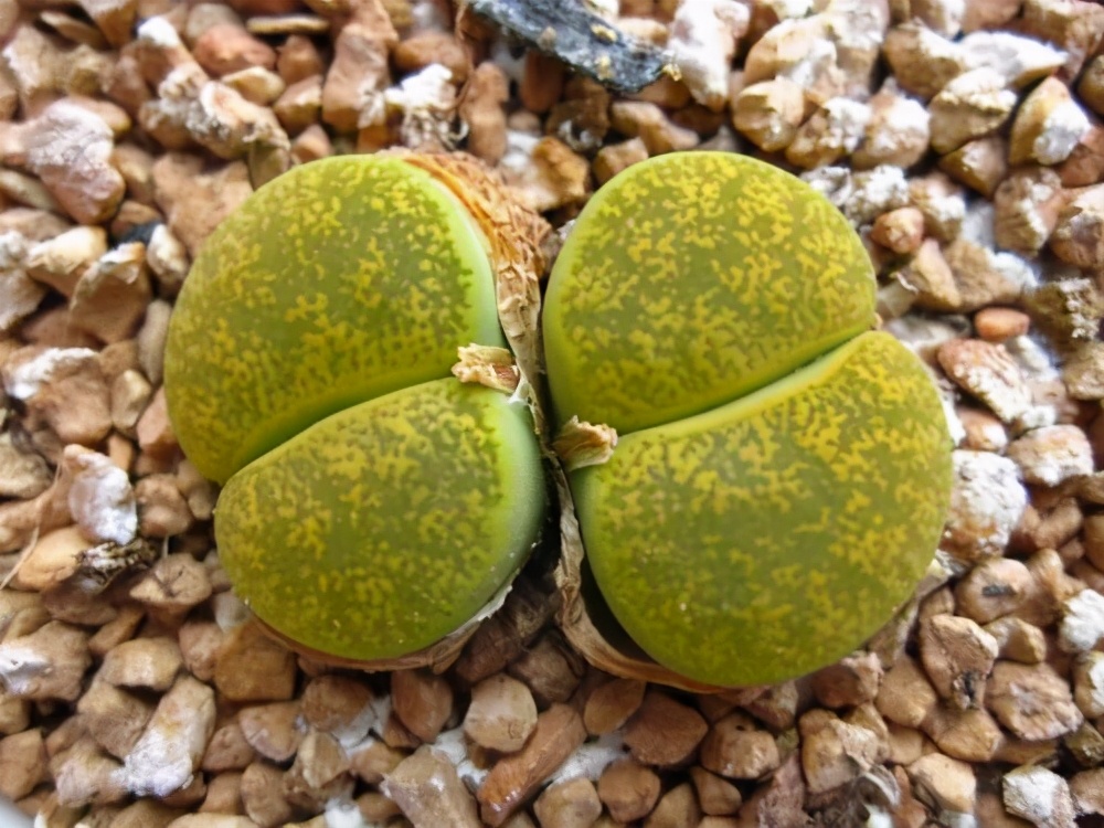 多肉容易养成老桩都有哪些品种,多肉老桩欣赏最新