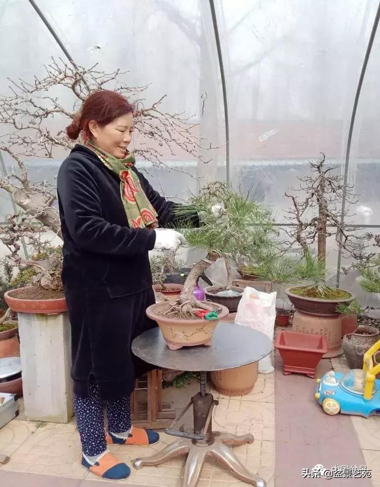 山东盆景艺术大师王桂华,金艳盆景精品欣赏