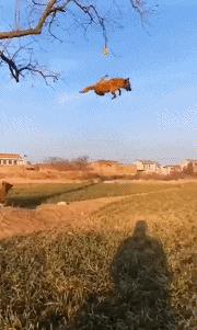 搞笑动图gif图片,搞笑短视频段子15秒