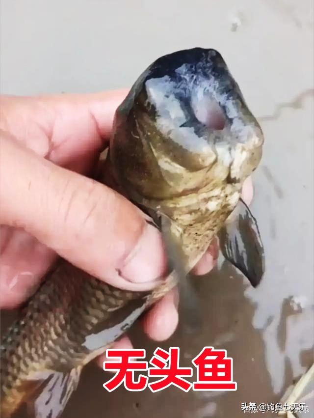 现实版“鱼坚强”！贵州一男子发现“无头鱼”，没了头竟然还能活