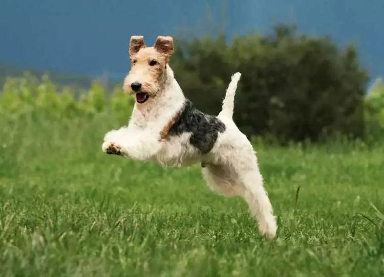 狗狗品种的分类你都了解吗,狗狗哪个品种当宠物狗更好