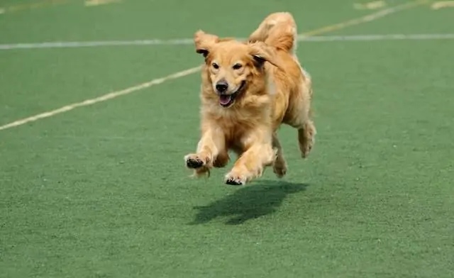 如何养好深色金毛的毛发,养黑色的金毛要注意什么