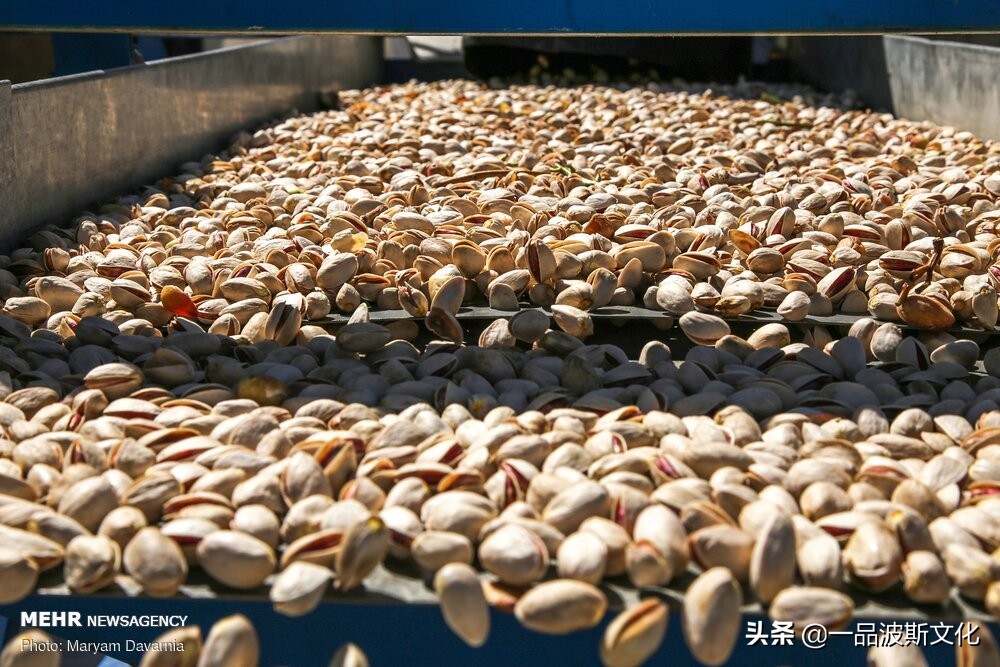 伊朗开心果脆,伊朗特产水果干果