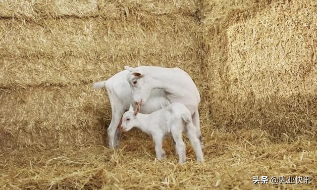 羊奶粉市场趋势分析,破局百亿羊奶粉市场