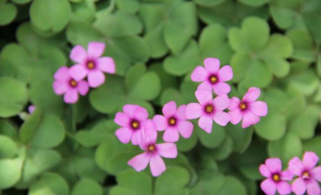 三叶草的根是水晶萝卜能吃吗,三叶草的果子