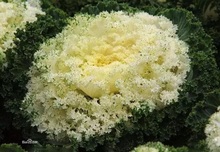 绿色像菜一样的花,像菜一样的花