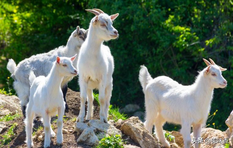 养羊的方法和注意事项大全,养羊的知识与技术