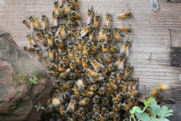 学养蜂的基础知识,养蜂基础知识和技巧