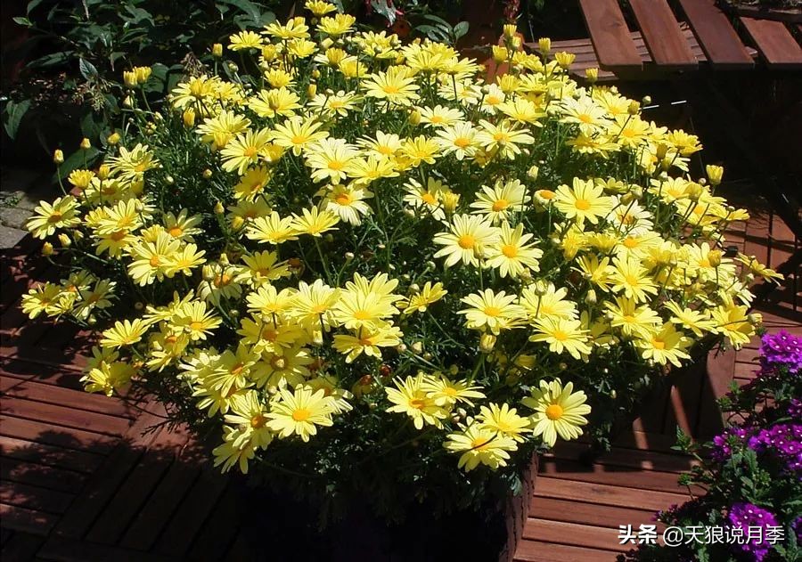 盘点每个世界第一关最强的植物,有哪些可以卡无敌的植物