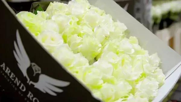 世界第一鲜花市场视频,bbc探秘墨西哥毒品战争