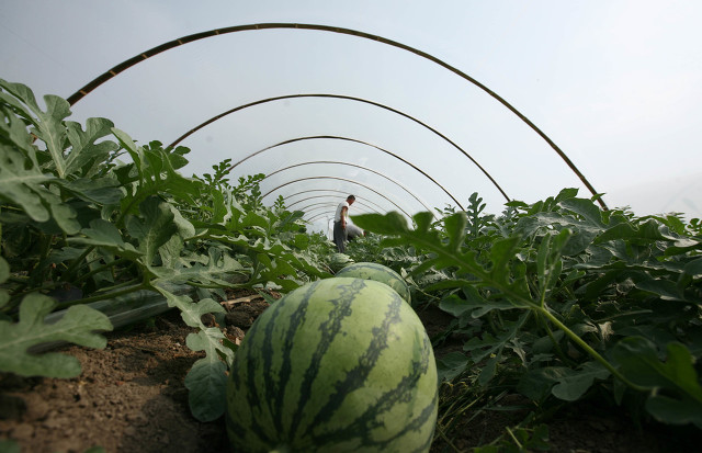 西瓜苗期浇水多了怎么补救,西瓜施水管理