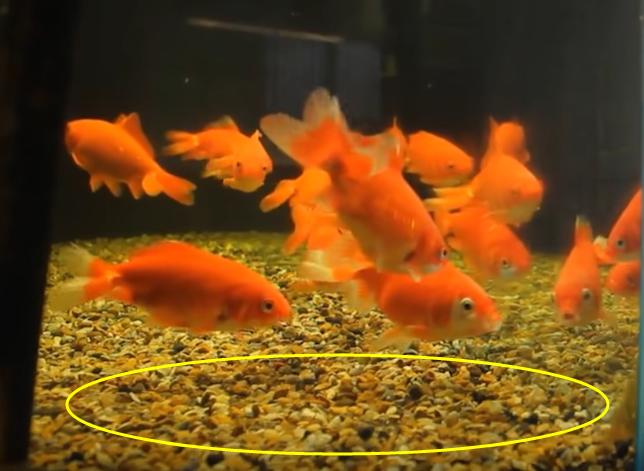 怎么养金鱼金鱼才不会死,正常情况下金鱼可以养多久