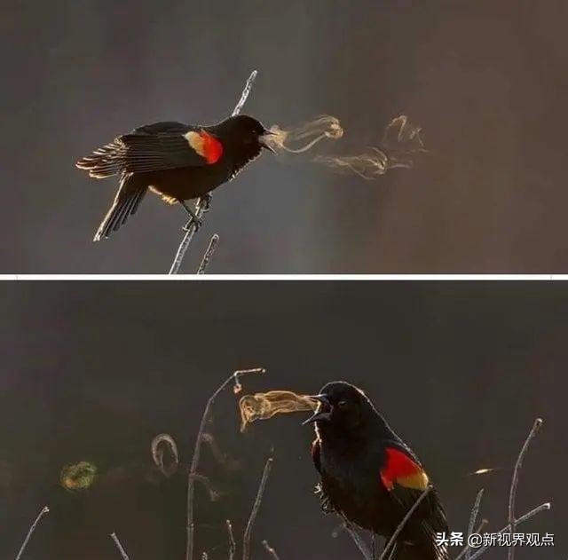 这组很少见的图片，看完知识储备量又增加了