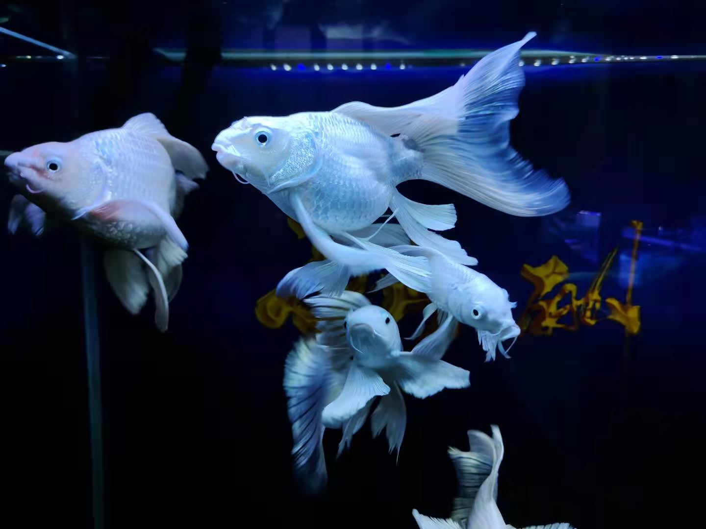 观赏鱼身体有粘液怎么治,观赏鱼身上有小气泡是怎么回事