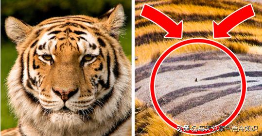 十个我们都认识的动物有趣冷知识,10个动物们不可思议的有趣瞬间