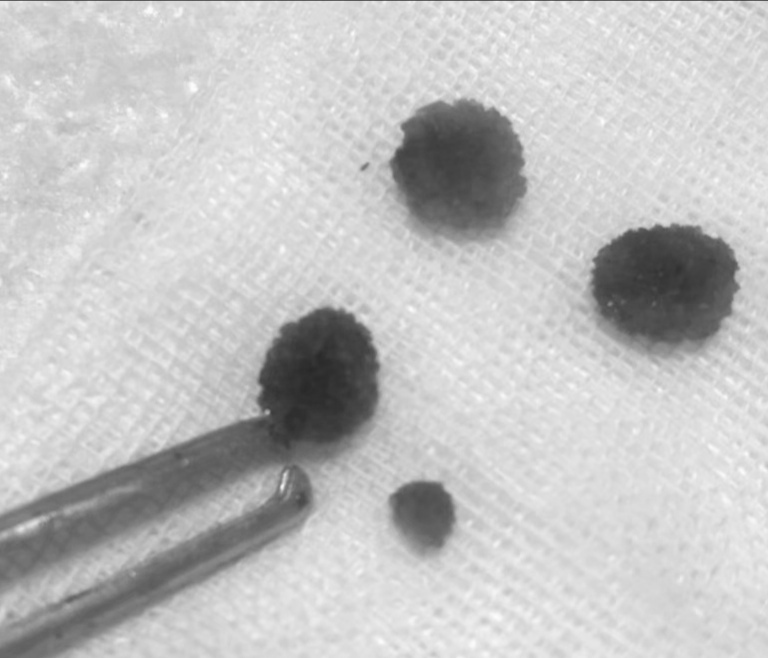 曾经是狗狗最美味食物，现在却被宠物主人嫌弃，鸡肝的孰是孰非