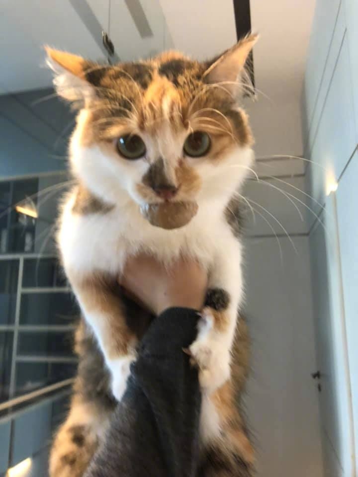 今日萌图,仓鼠身上长了疑似肿瘤的东西