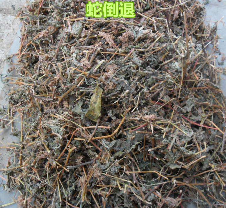 野草治蛇伤,治蛇伤野草