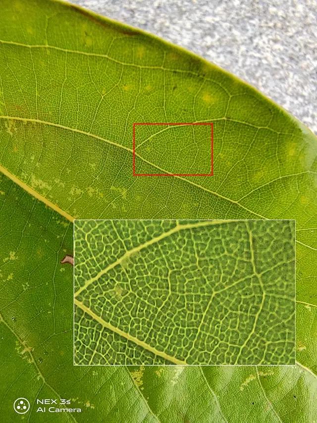 nex3s国产屏,全面屏手机nex3