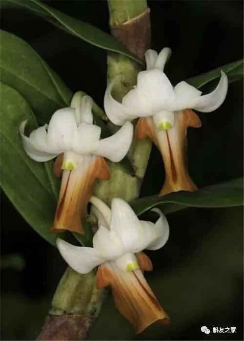扭瓣石斛是春石斛吗,石斛介绍的视频