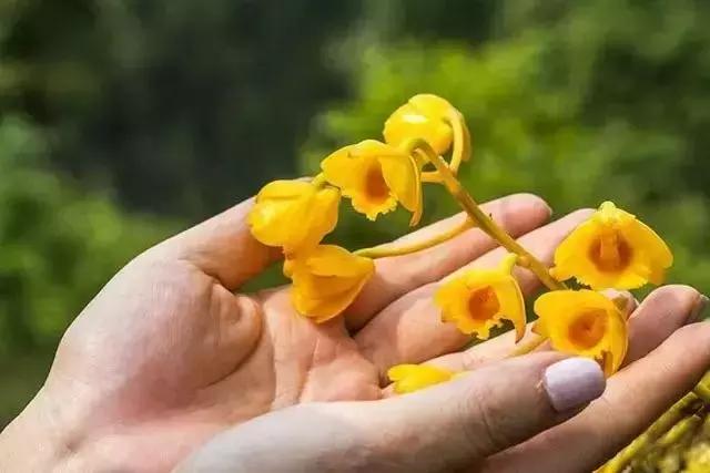 29岁不当记者，追随德国老公守护雨林，两女儿宛如天使，可不上学