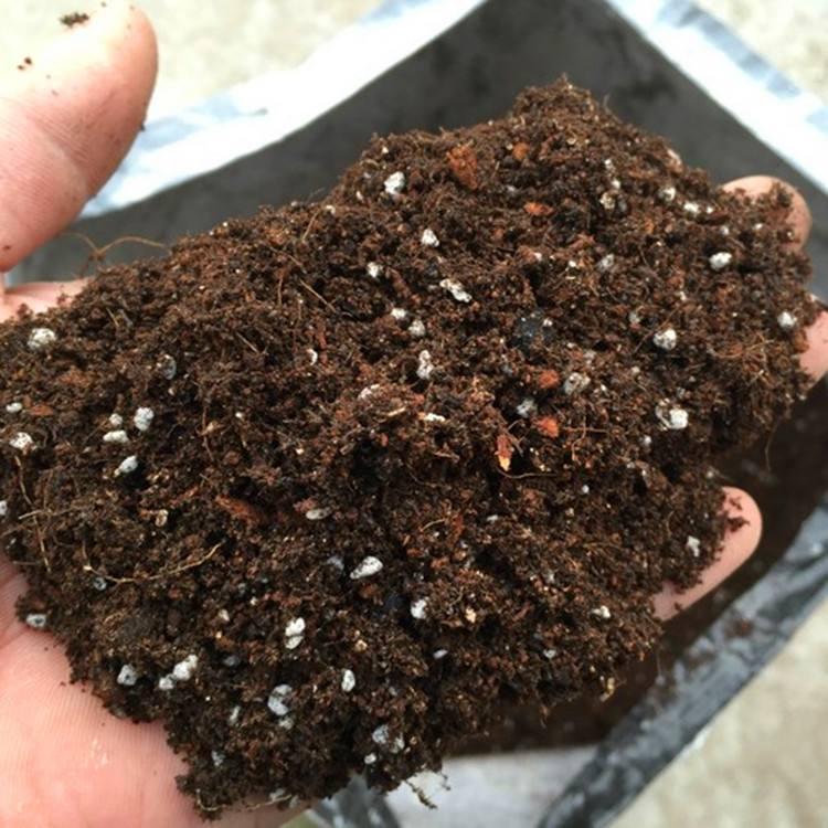 养花先养根养人先养脚,养花前先养土