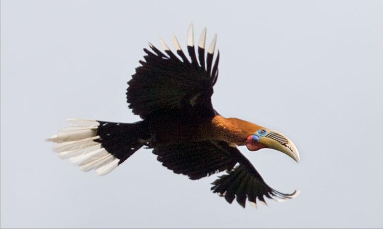 东江揽胜,惠州淡水常见鸟类图谱