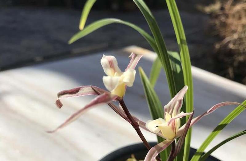 兰花药害和肥害有什么区别,兰花肥害的症状及解救方法